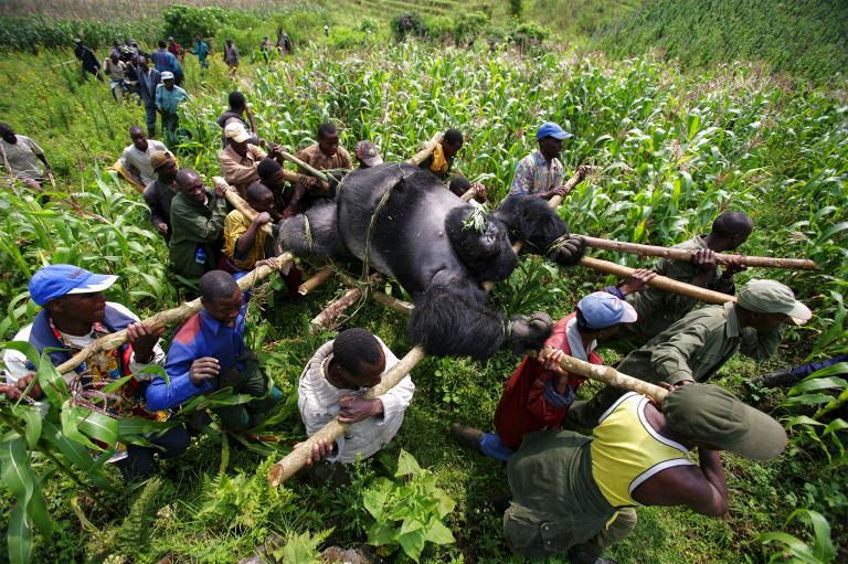 Rangers and villagers carrying a tranquilized mountain gorilla to safety